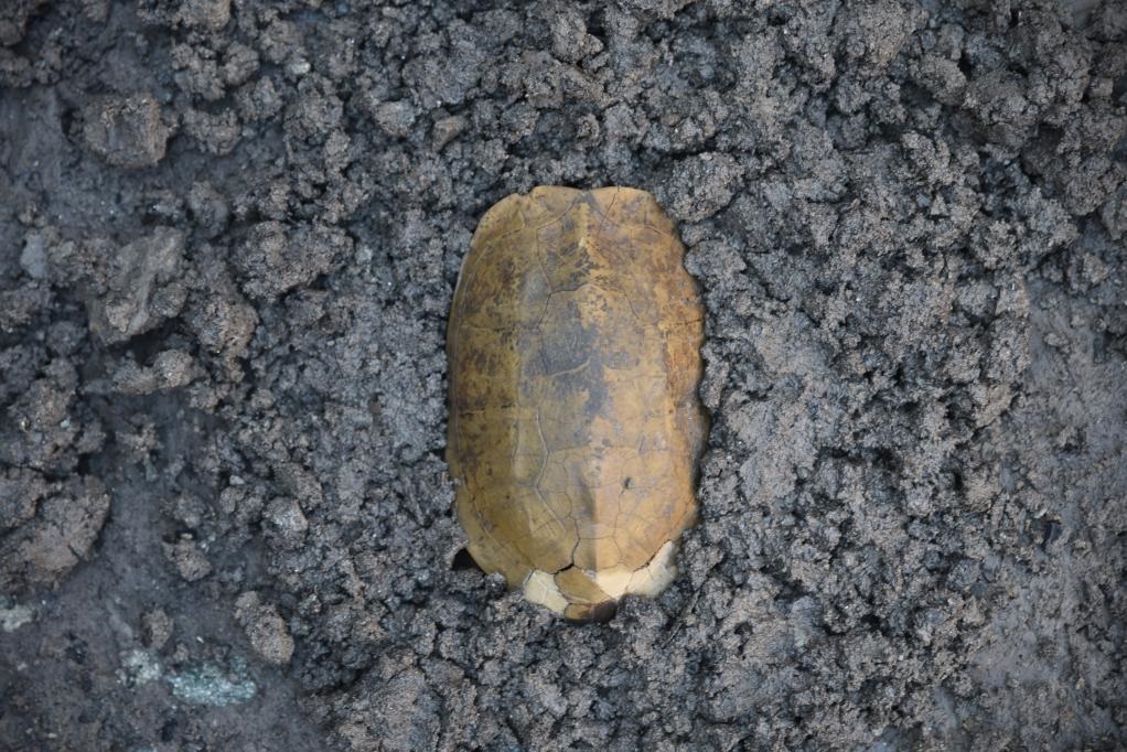 汶溪遺址出土的河姆渡文化早期完整龜甲。寧波市文化遺產(chǎn)管理研究院供圖