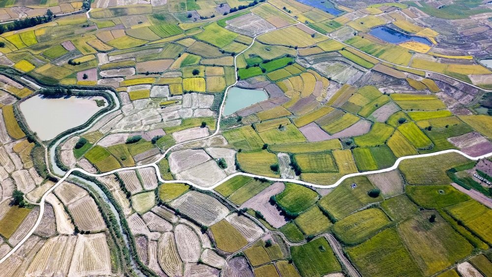 安徽省鳳陽縣小崗村的田野景象（2018年9月27日攝，無人機(jī)照片）。新華社記者 張端 攝