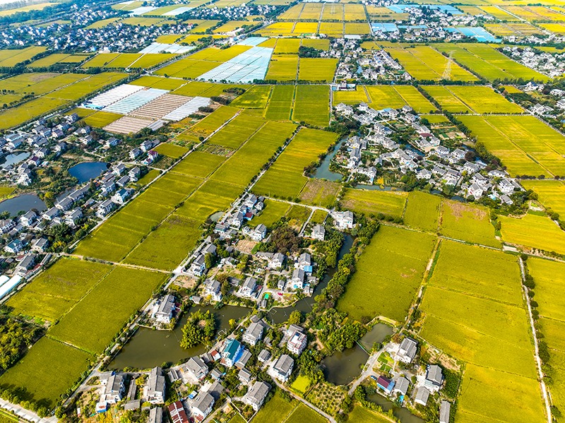 2023年10月22日，浙江海寧市黃灣鎮(zhèn)，金秋時(shí)節(jié)，金黃色的稻田與美麗鄉(xiāng)村構(gòu)成一幅寧?kù)o祥和的畫卷。