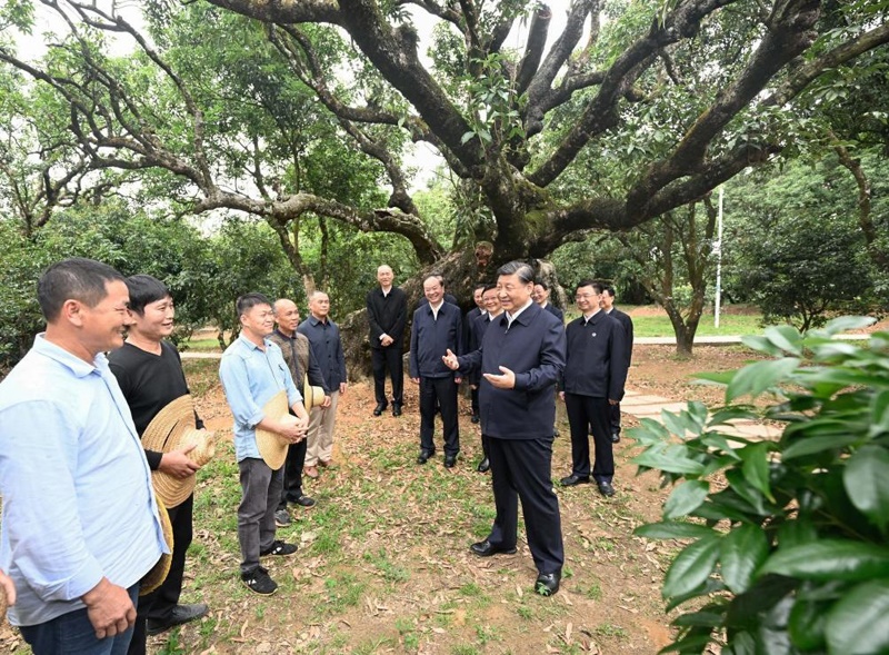 2023年4月11日，習近平總書記在廣東茂名高州市根子鎮(zhèn)柏橋村荔枝種植園，同現(xiàn)場技術人員親切交流。新華社記者 李學仁 攝