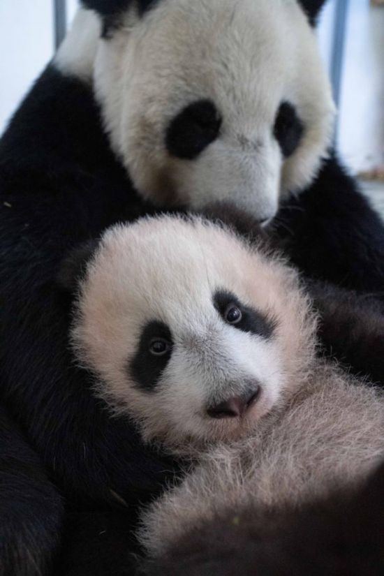  這是2023年12月21日在俄羅斯莫斯科動物園拍攝的大熊貓幼崽“喀秋莎”（前）和大熊貓媽媽“丁丁”在一起的照片。新華社發(fā)（莫斯科動物園供圖）