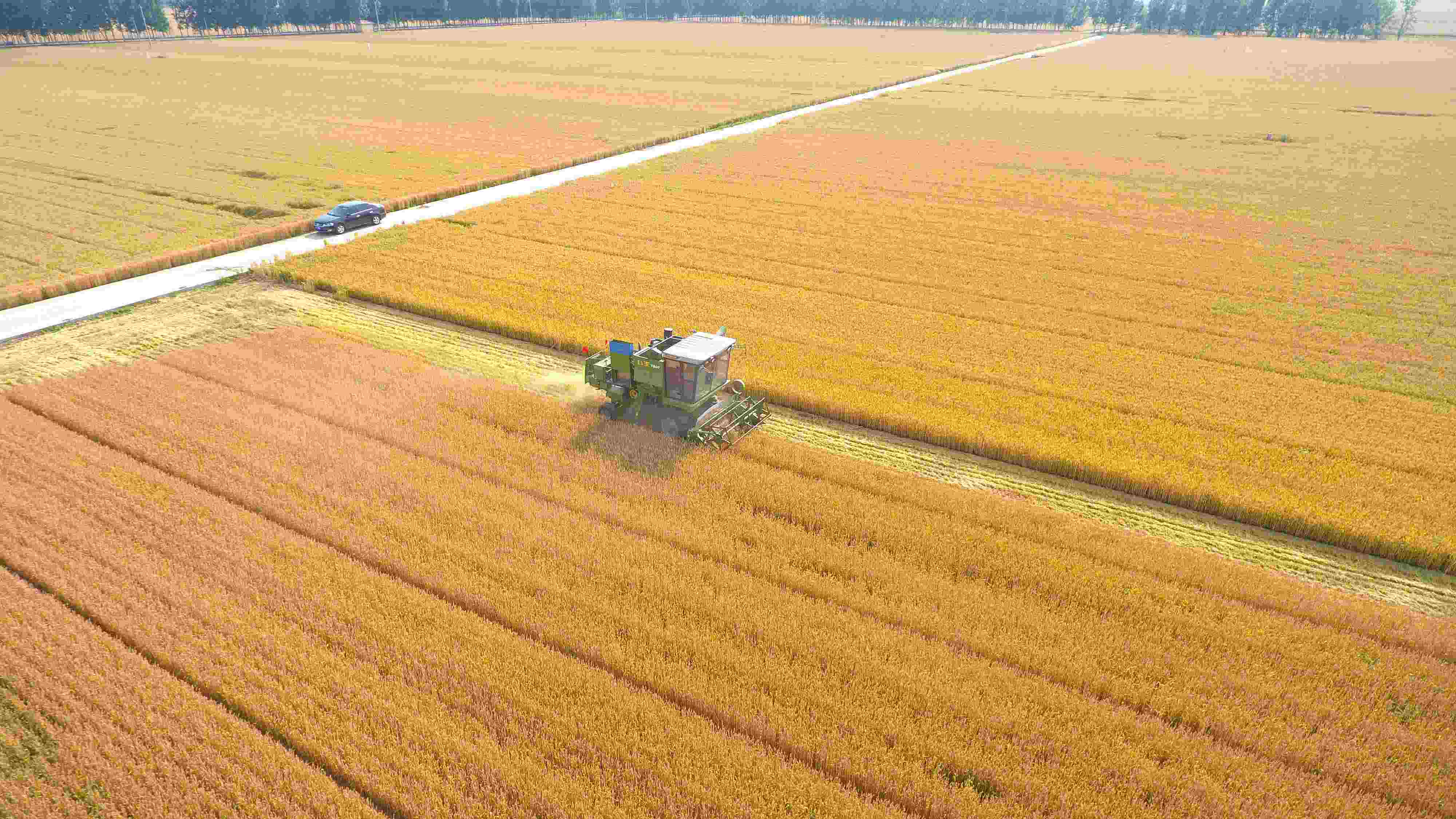 △ 2023年6月5日，山東聊城茌平區(qū)賈寨鎮(zhèn)王藥包村，收割機在田間進行小麥收割作業(yè)。