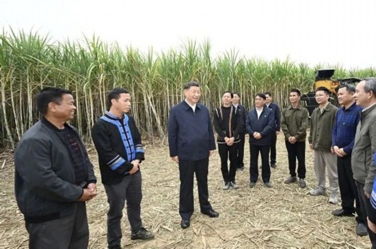2023年12月14日，習(xí)近平總書記在廣西來(lái)賓市國(guó)家現(xiàn)代農(nóng)業(yè)產(chǎn)業(yè)園黃安優(yōu)質(zhì)“雙高”糖料蔗基地考察。