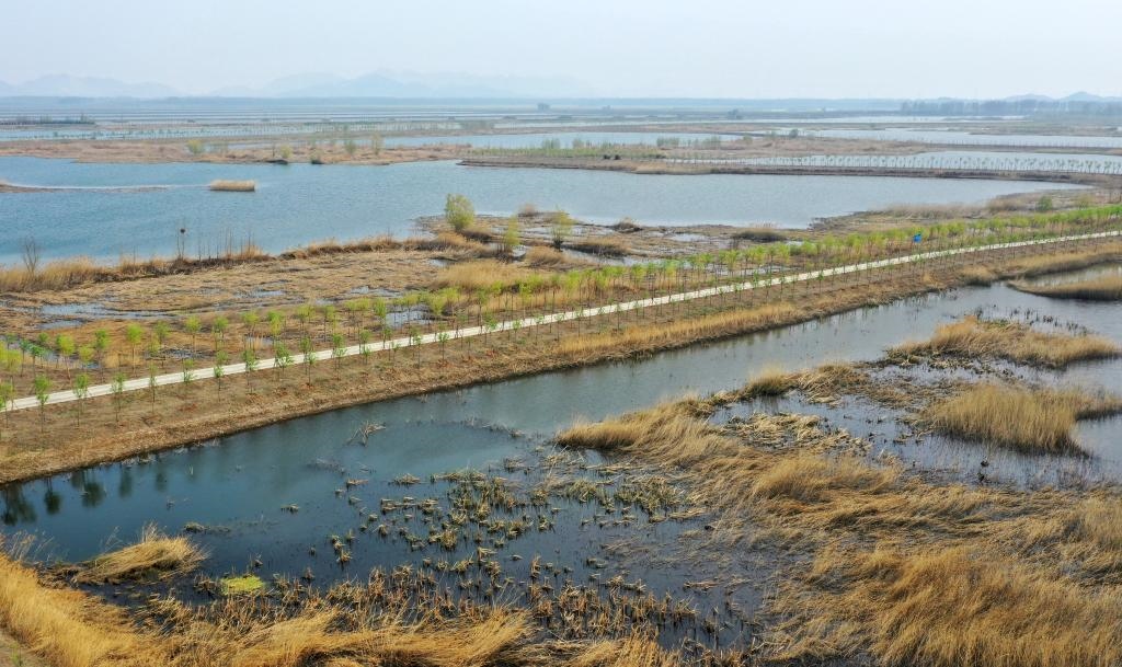 位于天津市薊州區(qū)的于橋水庫(kù)入庫(kù)河口濕地一景（資料照片）。新華社記者李然 攝