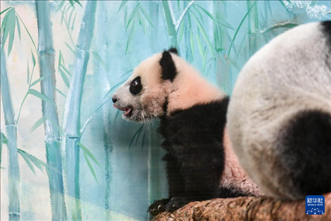 這是3月8日在俄羅斯莫斯科動(dòng)物園拍攝的大熊貓“喀秋莎”。新華社記者 曹陽(yáng) 攝