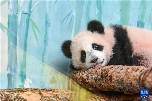 這是3月8日在俄羅斯莫斯科動(dòng)物園拍攝的大熊貓“喀秋莎”。新華社記者 曹陽(yáng) 攝