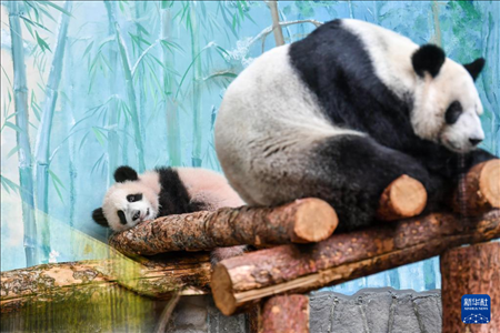 這是3月8日在俄羅斯莫斯科動(dòng)物園拍攝的大熊貓“喀秋莎”（左）和媽媽“丁丁”。新華社記者 曹陽(yáng) 攝