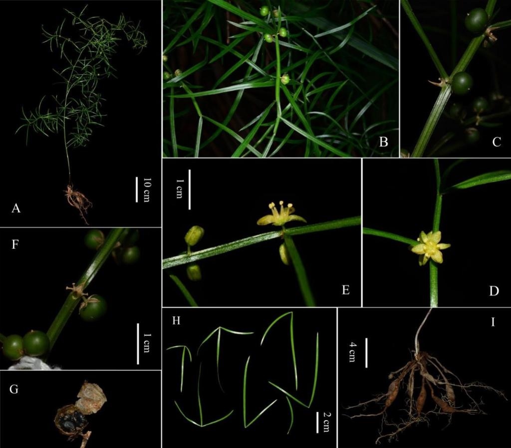 圖為大別山天門冬的形態(tài)特征。（中國科學院武漢植物園供圖）