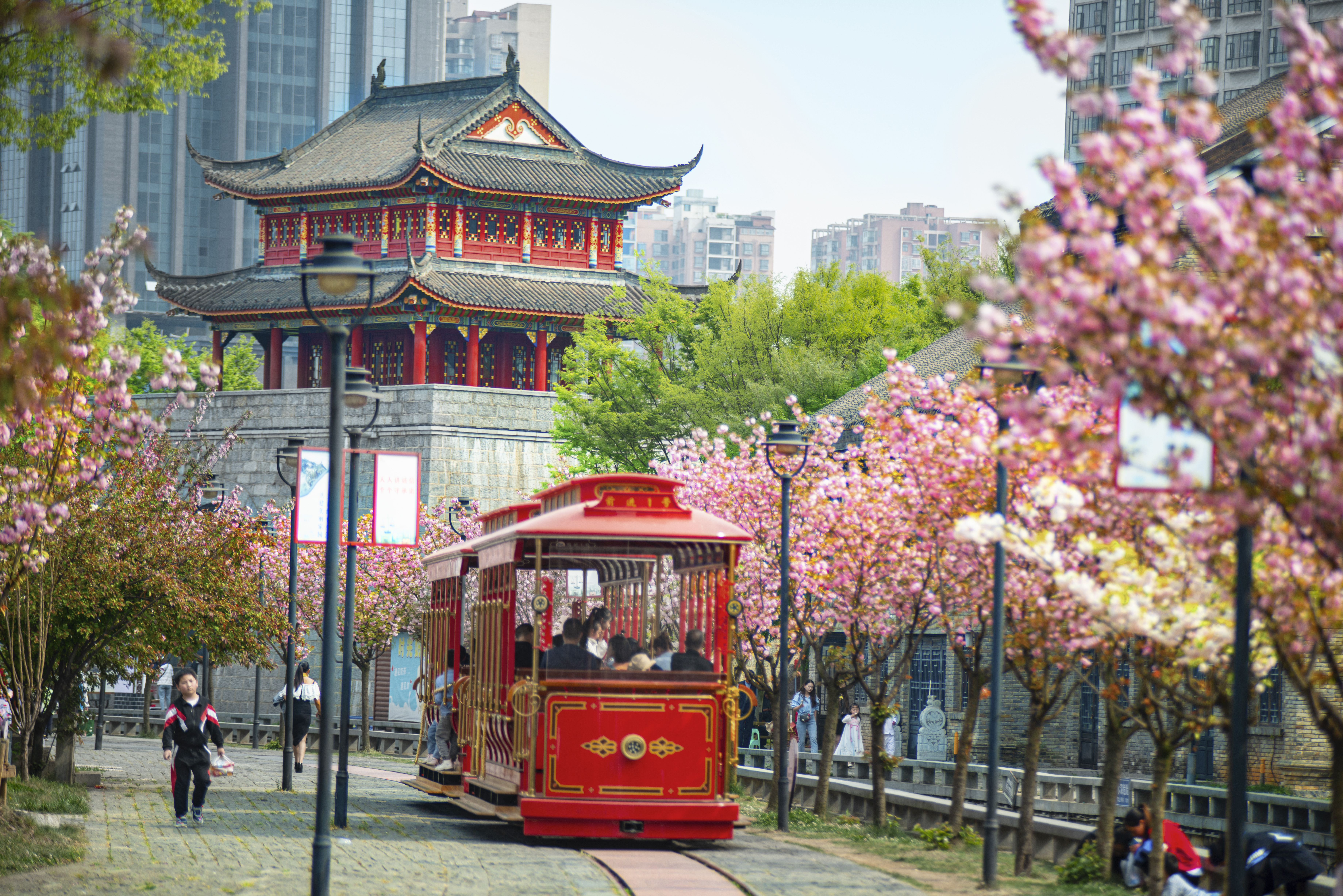 水城古鎮(zhèn)櫻花綻放，游客乘坐觀光小火車游覽美景。何育勇 攝