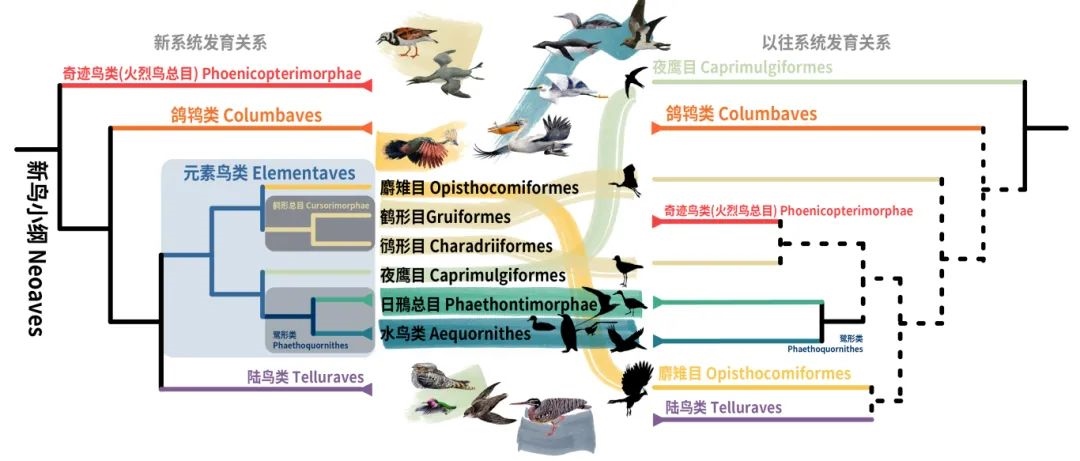 新鳥小綱主要類群的分類變動。浙江大學(xué)供圖