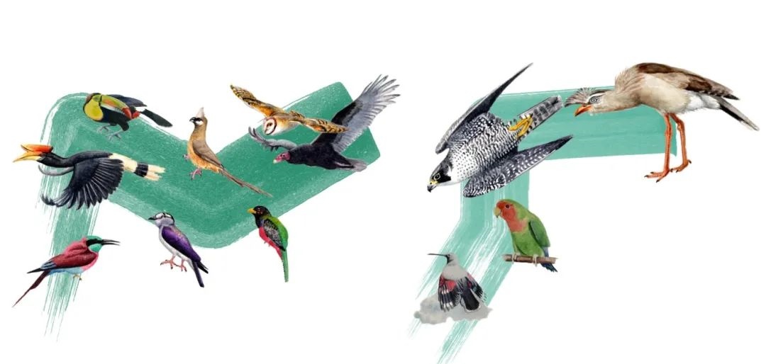 陸鳥類。浙江大學(xué)供圖