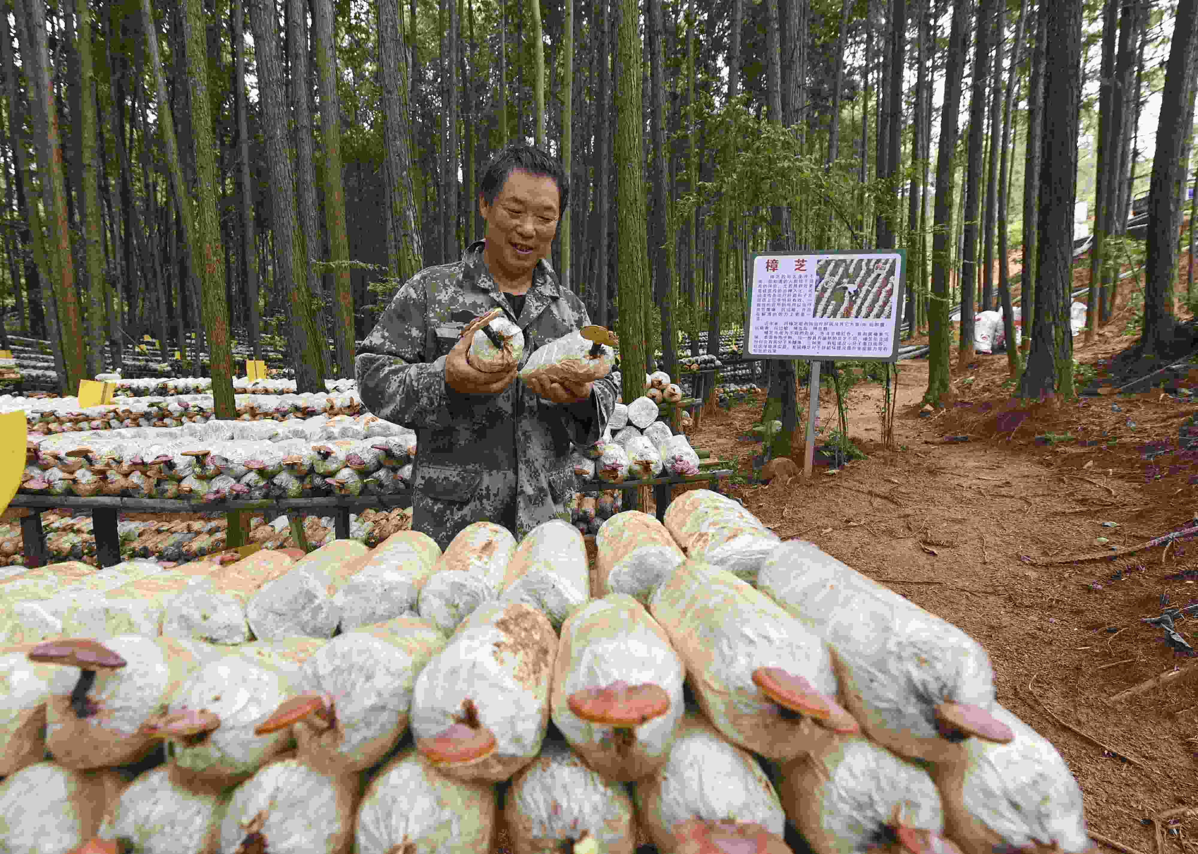 2023年9月21日，江西省撫州市，廣昌縣旴江生態(tài)公益林場(chǎng)，種植戶(hù)正在查看樟芝等食用菌的生長(zhǎng)情況。