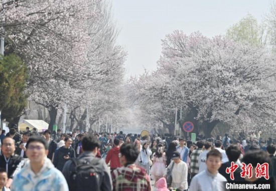 4月21日，大量游客來到吉林大學(xué)南嶺校區(qū)賞花。張瑤 攝