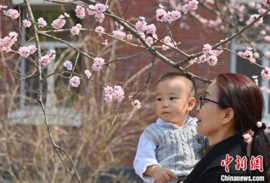 4月21日，游客在吉林大學(xué)南嶺校區(qū)賞花。張瑤 攝
