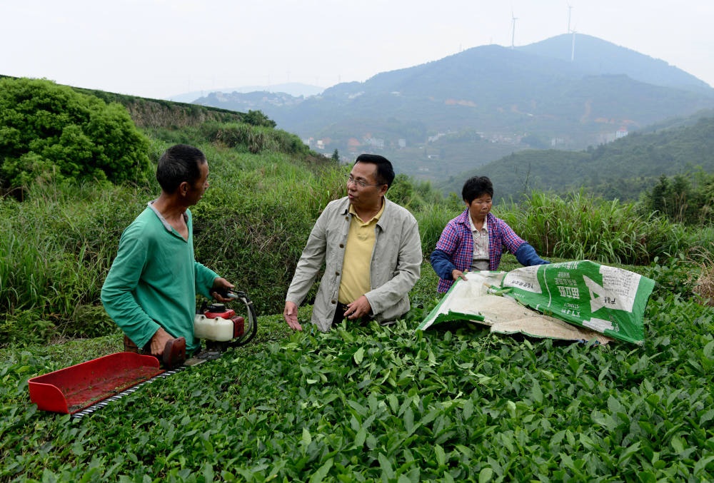 2024年5月9日，在福建省安溪縣西坪鎮(zhèn)珠洋村，科技特派員（中）在指導茶農使用機器科學化采收茶葉。新華社記者 魏培全 攝