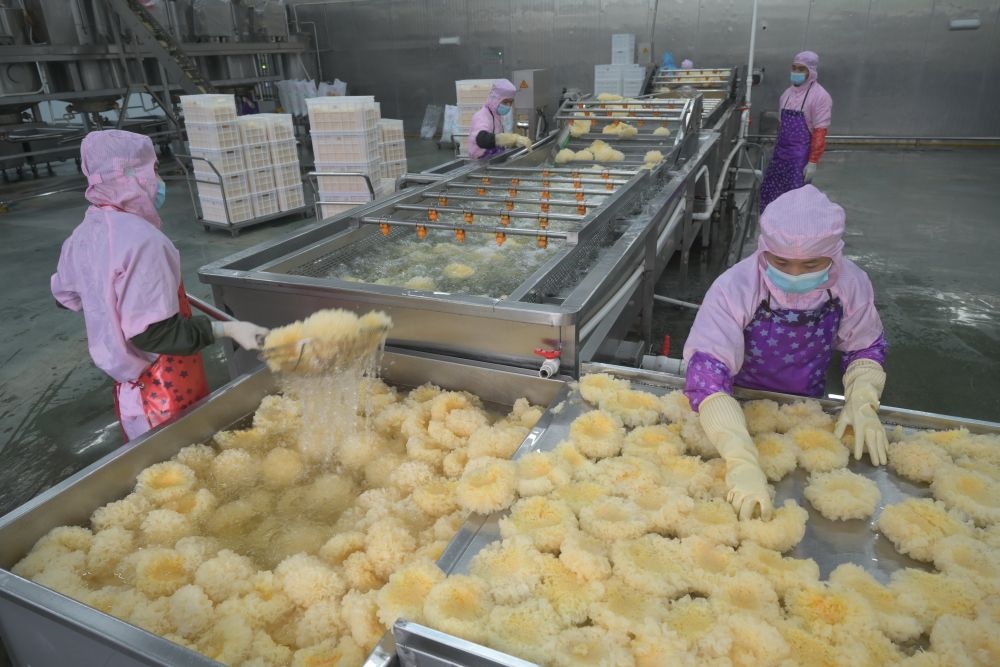 2024年5月10日，在福建省寧德市古田縣，一家食品公司的工作人員在挑選清洗銀耳。新華社記者 林善傳 攝