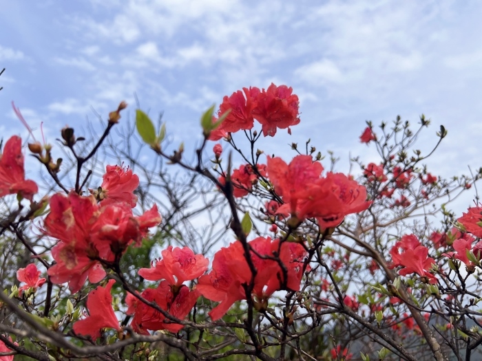 陽明山的杜鵑花。人民網 高清揚攝