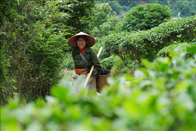 2024年4月24日，湖南省衡陽市耒陽市龍?zhí)伶?zhèn)江頭貢茶葉種植專業(yè)合作社，村民在茶山采摘茶葉，實(shí)現(xiàn)了家門口就業(yè)。