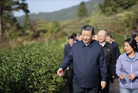2021年3月22日下午，習(xí)近平在福建省南平市武夷山市星村鎮(zhèn)燕子窠生態(tài)茶園，察看春茶長勢，了解當(dāng)?shù)夭璁a(chǎn)業(yè)發(fā)展情況。