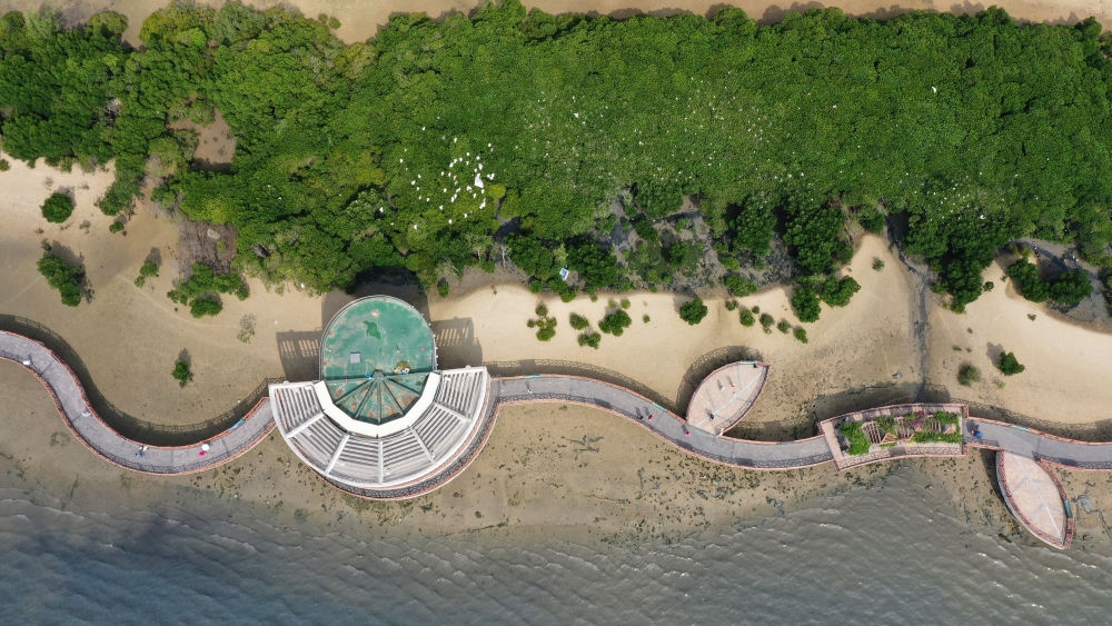 俯瞰廣東湛江市區(qū)海邊的紅樹林（2023年5月25日攝，無人機照片）。