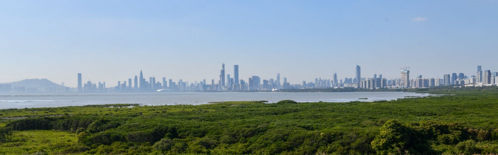  深圳福田紅樹林濕地（2024年1月19日攝）。在深圳，茂密的紅樹林東起新洲河口、西至深圳灣公園，懷抱城市中心區(qū)域，沿海岸線形成了長約6公里的“綠色長城”，為每年數(shù)以十萬計的候鳥留下彌足珍貴的國際遷徙通道。