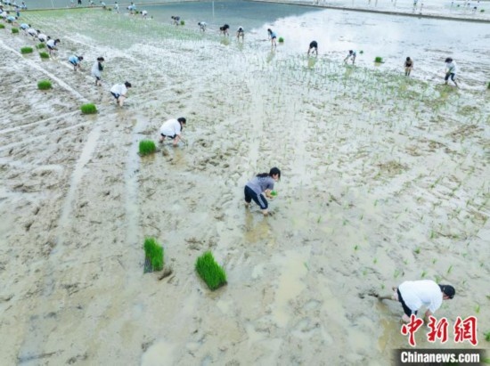 圖為5月21日，航拍綏陽縣旺草中學(xué)學(xué)生在旺草萬畝大壩體驗插秧。唐哲 攝