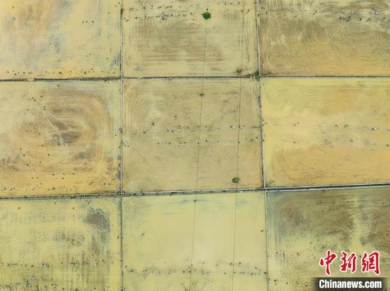 圖為5月21日，航拍綏陽縣旺草中學(xué)學(xué)生在旺草萬畝大壩體驗插秧。唐哲 攝