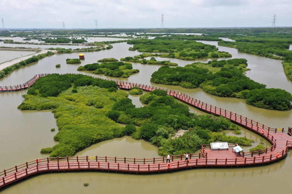 在廣東省湛江市金牛島拍攝的紅樹林（2023年5月25日攝，無人機照片）。