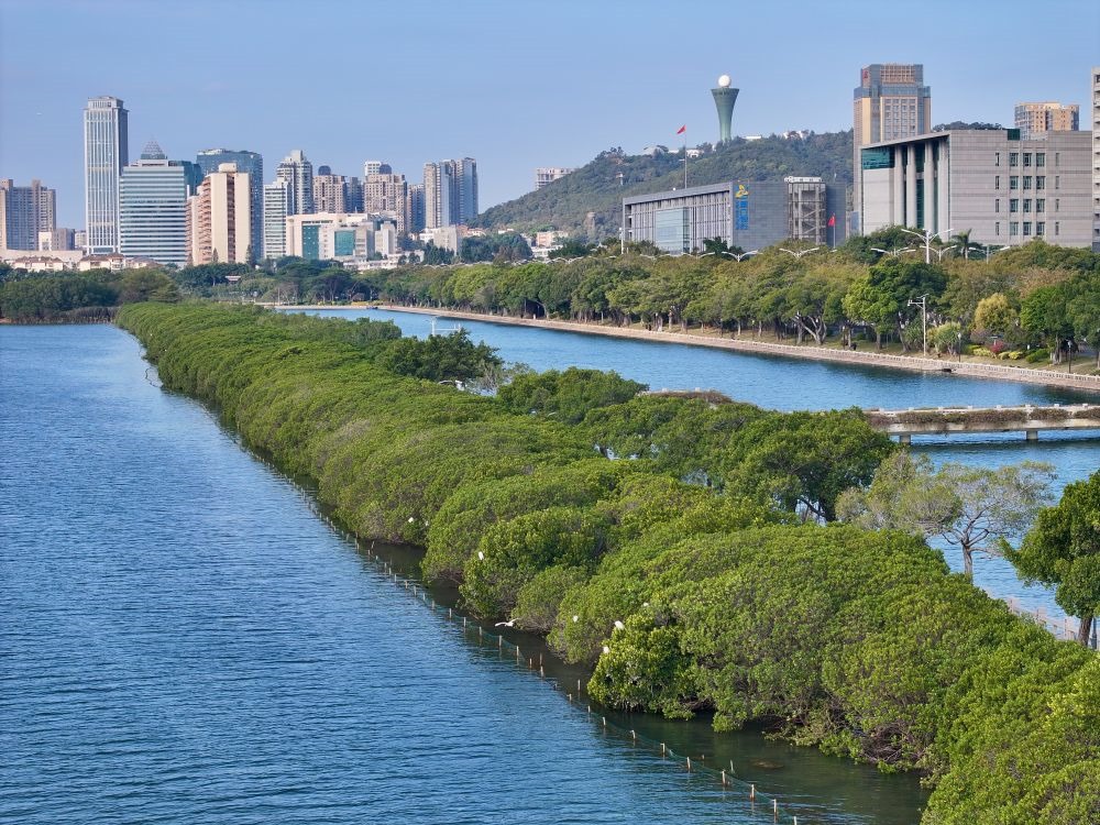 福建廈門筼筜湖紅樹林種植帶（2024年1月24日攝，無人機照片）。