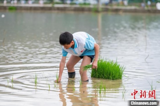 圖為5月21日，一名學(xué)生在綏陽縣旺草萬畝大壩體驗插秧。唐哲 攝