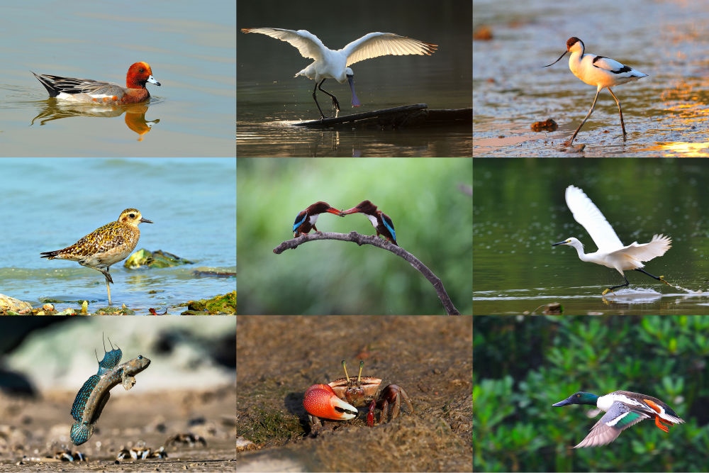  在深圳福田紅樹林濕地棲息或越冬的動物（廣東內(nèi)伶仃福田國家級自然保護區(qū)管理局供圖）。