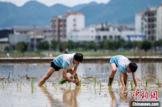 圖為5月21日，兩名學(xué)生在綏陽縣旺草萬畝大壩體驗插秧。唐哲 攝