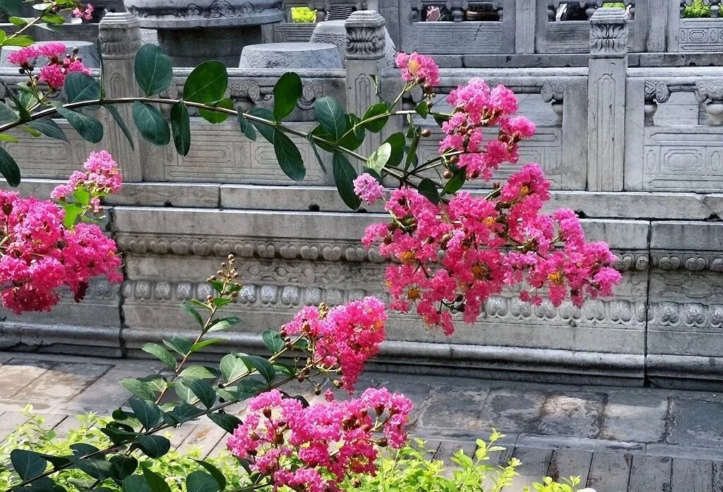 夏天的故宮一角。故宮博物院供圖