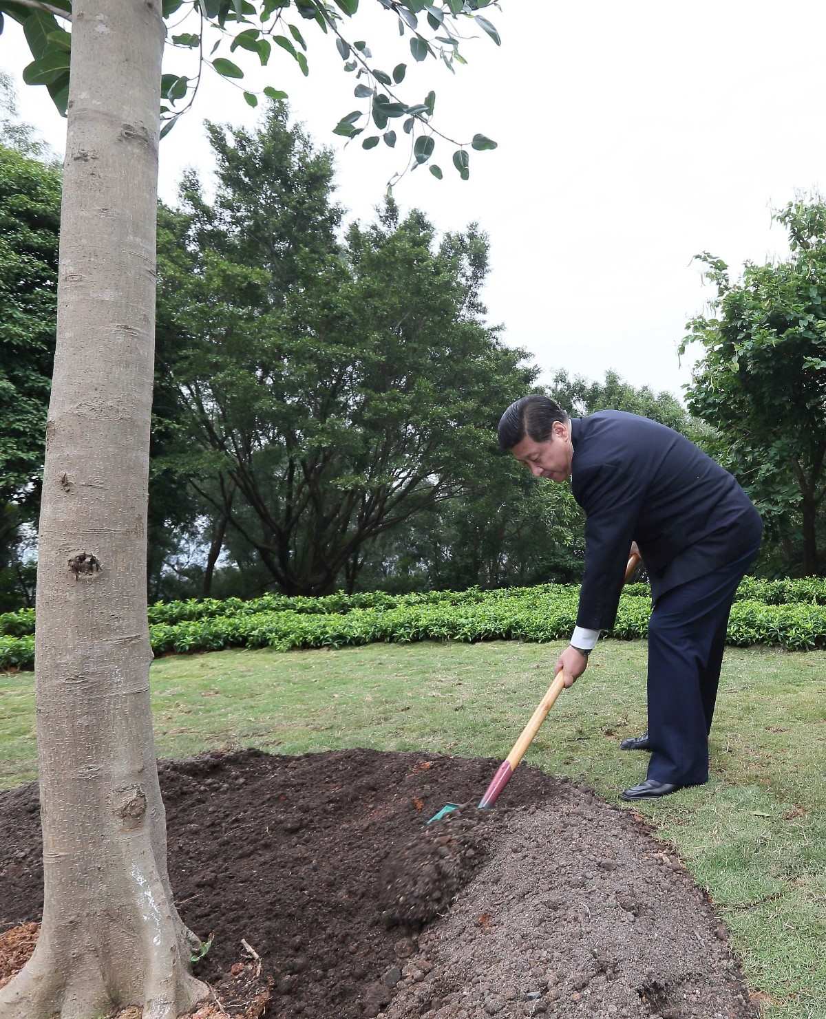 2012年12月8日，習(xí)近平在深圳蓮花山公園種下一棵高山榕樹(shù)。