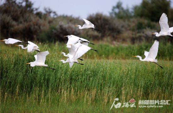 成群的白鷺在阿勒泰科克蘇濕地國(guó)家級(jí)自然保護(hù)區(qū)飛翔。新疆石榴云 阿爾達(dá)克·拜斯汗攝