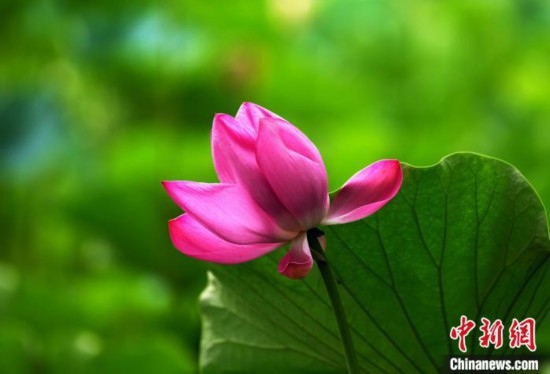 6月19日，時(shí)值一年畢業(yè)季，四川大學(xué)望江校區(qū)荷花池里的荷花盛開，成為了畢業(yè)生們的打卡圣地，吸引了眾多畢業(yè)生拍照留念。圖為盛開的荷花。中新社記者 安源 攝