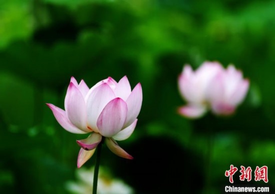6月19日，時(shí)值一年畢業(yè)季，四川大學(xué)望江校區(qū)荷花池里的荷花盛開，成為了畢業(yè)生們的打卡圣地，吸引了眾多畢業(yè)生拍照留念。圖為盛開的荷花。中新社記者 安源 攝