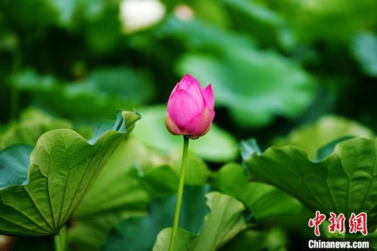 6月19日，時(shí)值一年畢業(yè)季，四川大學(xué)望江校區(qū)荷花池里的荷花盛開，成為了畢業(yè)生們的打卡圣地，吸引了眾多畢業(yè)生拍照留念。圖為含苞待放的荷花。中新社記者 安源 攝