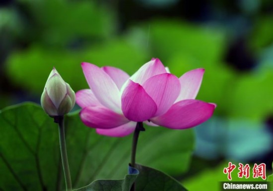 6月19日，時(shí)值一年畢業(yè)季，四川大學(xué)望江校區(qū)荷花池里的荷花盛開，成為了畢業(yè)生們的打卡圣地，吸引了眾多畢業(yè)生拍照留念。圖為盛開的荷花。中新社記者 安源 攝