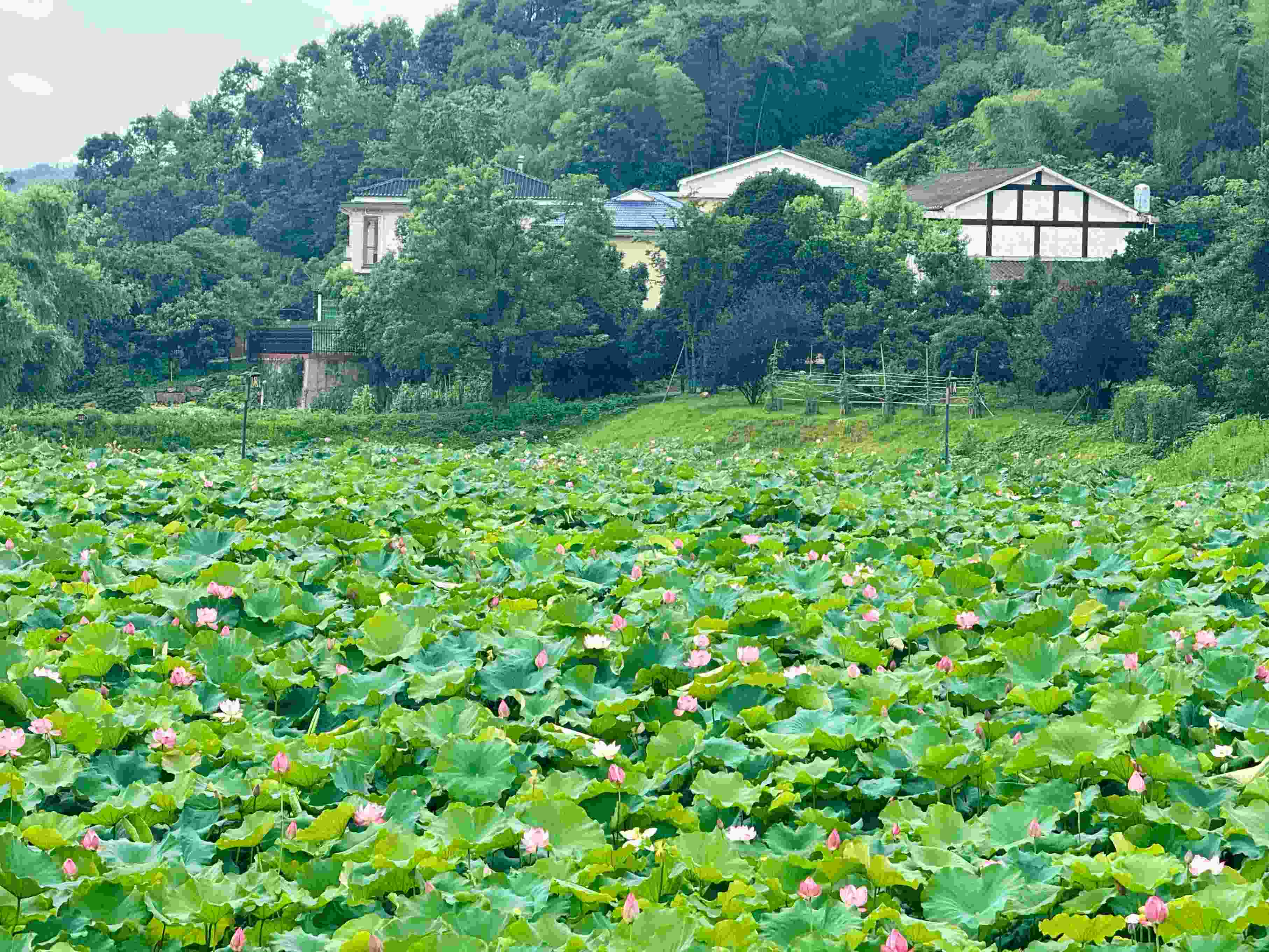 在湖南省益陽市清溪村，滿池荷花競相綻放。人民網(wǎng)記者 劉微攝