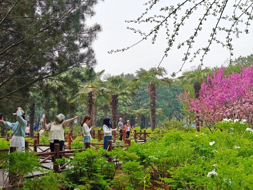 在河南省洛陽(yáng)市中國(guó)國(guó)花園，游客漫步花海、自拍留念。人民網(wǎng) 王雅蝶攝