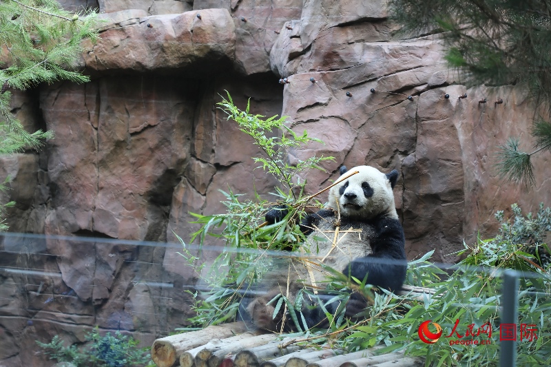 2、“云川”和“鑫寶”落戶圣迭戈動物園，開啟了新一輪中美大熊貓保護(hù)合作。 人民網(wǎng)記者 李志偉攝 (1)