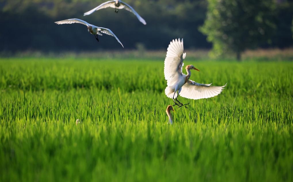 2023年8月7日，鷺鳥在山東省臨沂市郯城縣郯城街道水稻田間飛舞。新華社發(fā)（張春雷 攝）