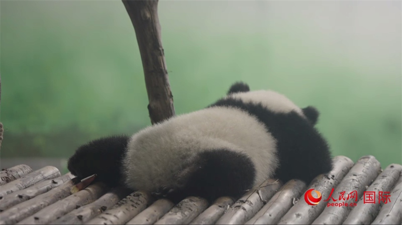 成都大熊貓繁育研究基地的熊貓。人民網(wǎng)記者 張榮攝