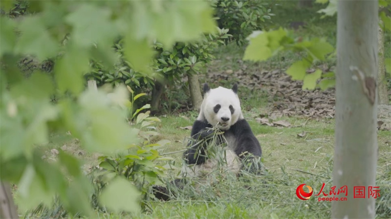 成都大熊貓繁育研究基地的熊貓。人民網(wǎng)記者 張榮攝