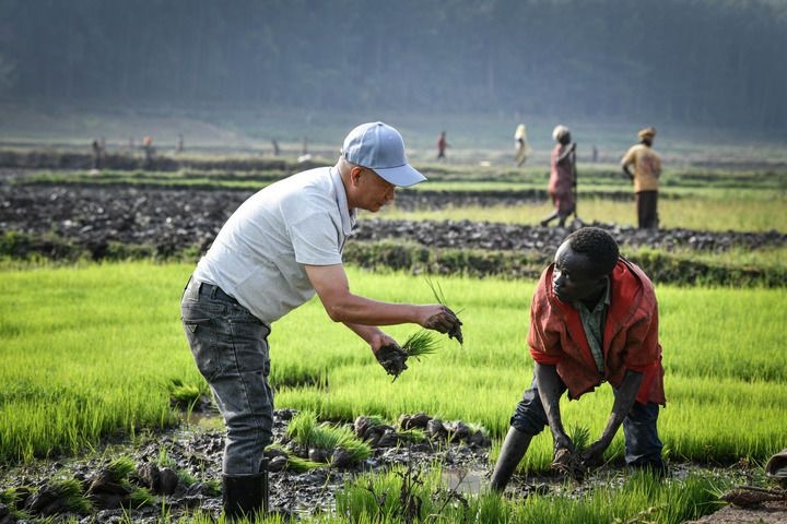 2024年8月14日，在盧旺達(dá)南方省胡耶區(qū)的中國援盧旺達(dá)農(nóng)業(yè)技術(shù)示范中心，水稻專家鄭瑞金（左）在稻田里指導(dǎo)當(dāng)?shù)氐巨r(nóng)進(jìn)行秧苗移栽。新華社記者 韓旭 攝