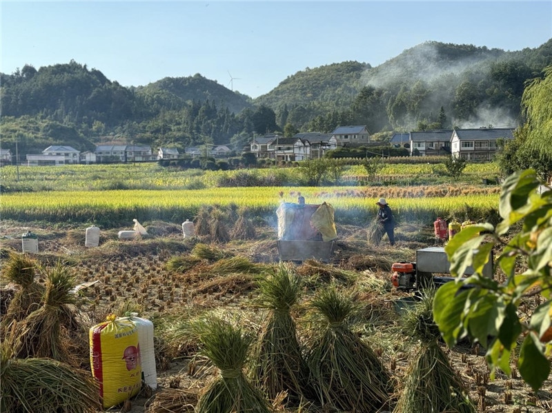“豐收”是秋天的關(guān)鍵詞，田間煙火氣，最撫凡人心。打谷機(jī)、蛇皮袋、抱稻禾、捆秸稈……這是鄉(xiāng)土中國廣大農(nóng)村收割稻谷的經(jīng)典場景，也是不少干過農(nóng)活的人的獨家記憶。告別了打谷機(jī)，擁抱機(jī)械化，改變的是生產(chǎn)工具，不變的是三農(nóng)情懷。農(nóng)為邦本，本固邦寧，每一個親吻土地、珍惜糧食的日子都值得被尊敬，被緬懷，被憧憬?？疾靾F(tuán)中的謝里克·科爾茹姆巴耶夫是《哈薩克斯坦實業(yè)報》的總編輯，也是一位“生活觀察家”，田間里揮汗收割的村民引起了他的興趣，他感嘆道：人們勞作的過程總是令人賞心悅目。這就是中外共鳴的“鄉(xiāng)愁”吧。 （烏茲別克斯坦《人民言論報》副總編輯魯斯蘭·肯扎耶夫攝）