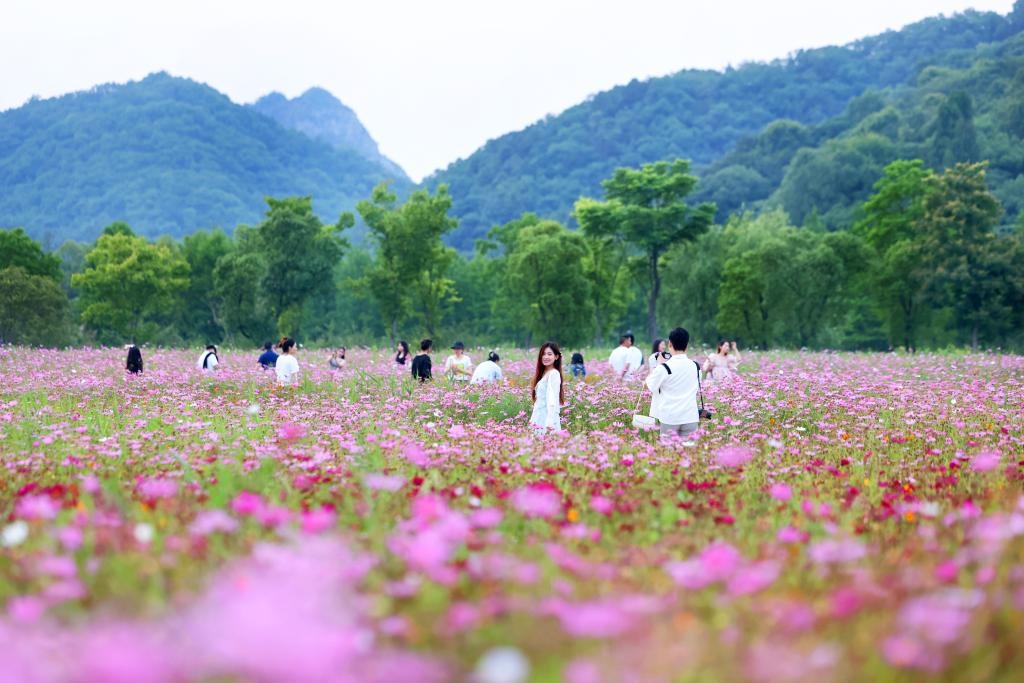 6月8日，游人在浙江省杭州市西湖區(qū)雙浦鎮(zhèn)銅鑒湖畔的花海中游覽。新華社發(fā)（周方玲 攝）