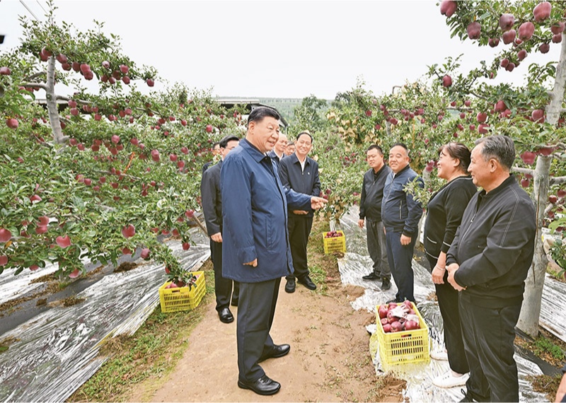 2024年9月10日至13日，中共中央總書記、國(guó)家主席、中央軍委主席習(xí)近平在甘肅考察。這是11日上午，習(xí)近平在天水市麥積區(qū)南山花牛蘋果基地考察時(shí)，走進(jìn)果林了解相關(guān)種植、技術(shù)和管理情況。 新華社記者 謝環(huán)馳/攝