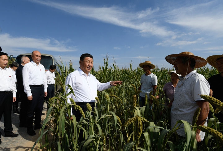2021年9月13日至14日，中共中央總書記、國家主席、中央軍委主席習(xí)近平在陜西省榆林市考察。這是13日下午，習(xí)近平在米脂縣銀州街道高西溝村臨時下車，察看糧食作物長勢，同正在田間勞作的老鄉(xiāng)拉家常。新華社記者 李學(xué)仁 攝